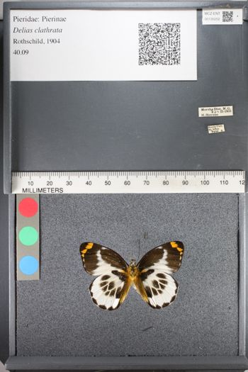Media type: image;   Entomology 130252